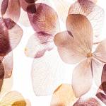 Canvas 0335 40×80