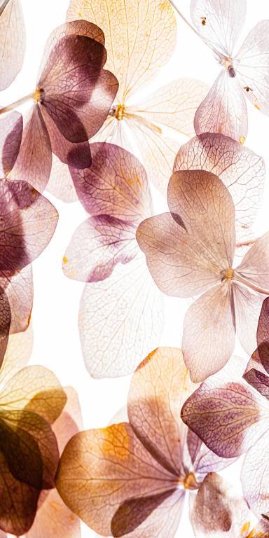 Canvas 0335 40×80