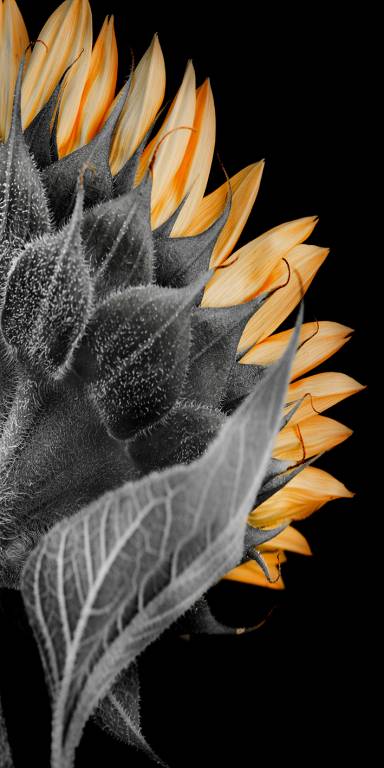 Canvas 0336 40×80