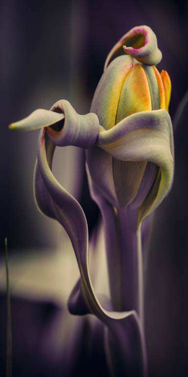 Canvas 0337 40×80
