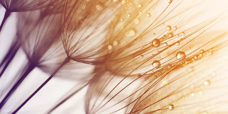 Canvas 0353 50×100