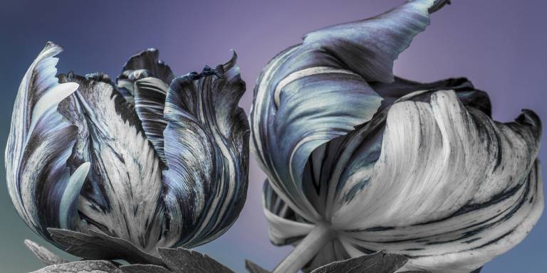 Canvas 0354 50×100
