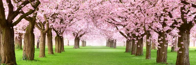Canvas 0375 50×150