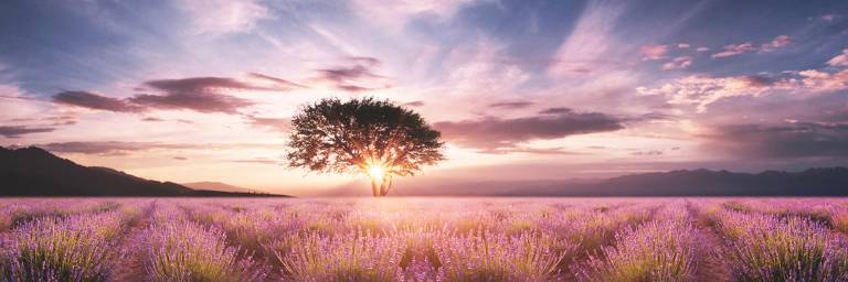 Canvas 0376 50×150