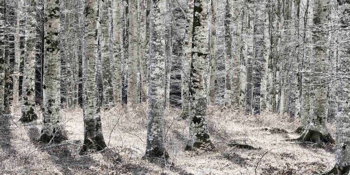 Glossy/ls05 100×200 birch wood
