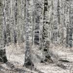 Glossy/ls05 100×200 birch wood