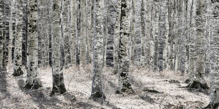 Glossy/ls05 100×200 birch wood